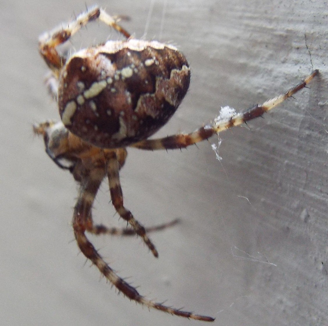 Tutti Araneus diadematus?  S� - Val di Fassa (TN)